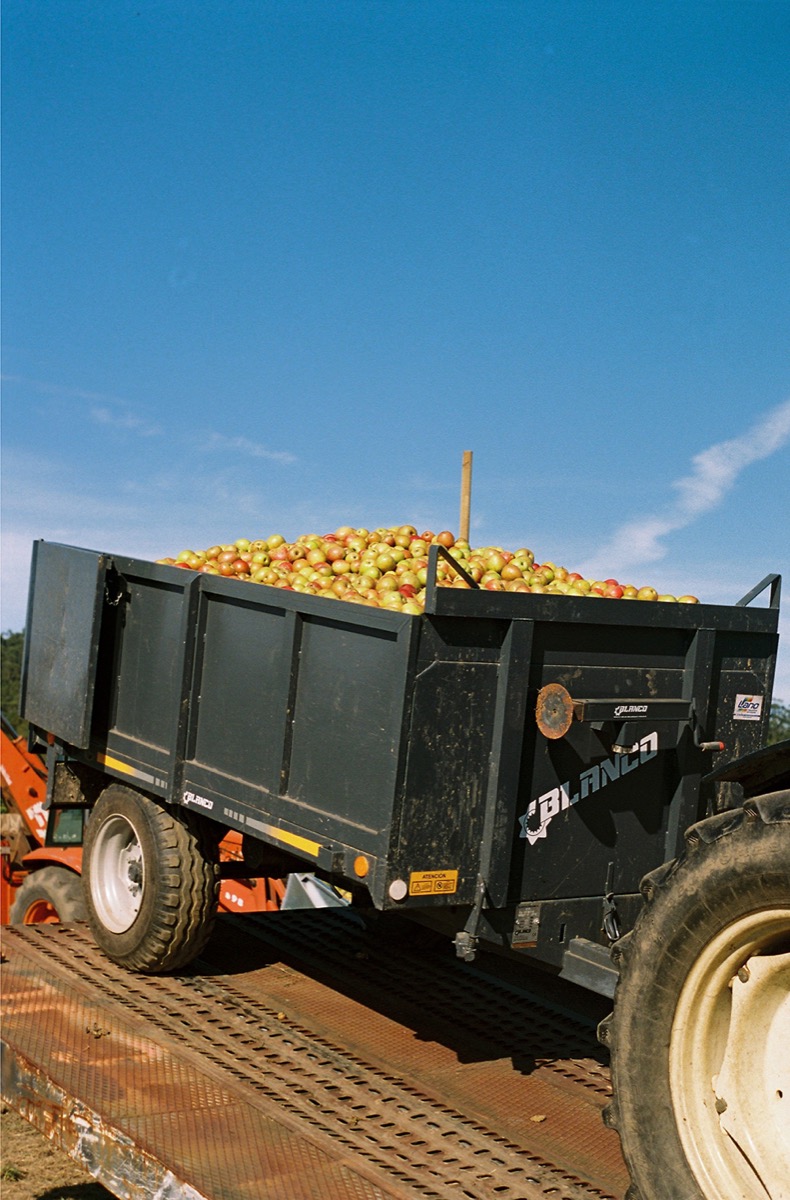 Tractor recogiendo las manzanas de Zumiño