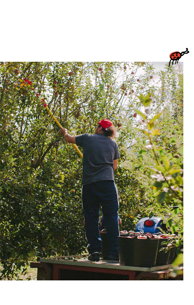 Agricultor recogiendo manzanas orgánicas